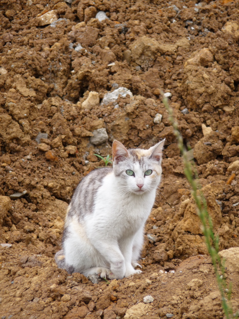 通りすがり猫128