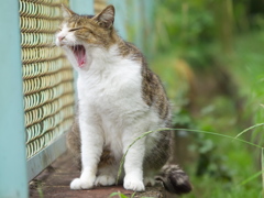 公園猫96