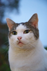 公園猫93