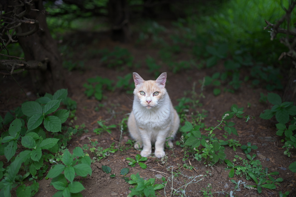 公園猫150