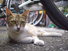 通りすがり猫134