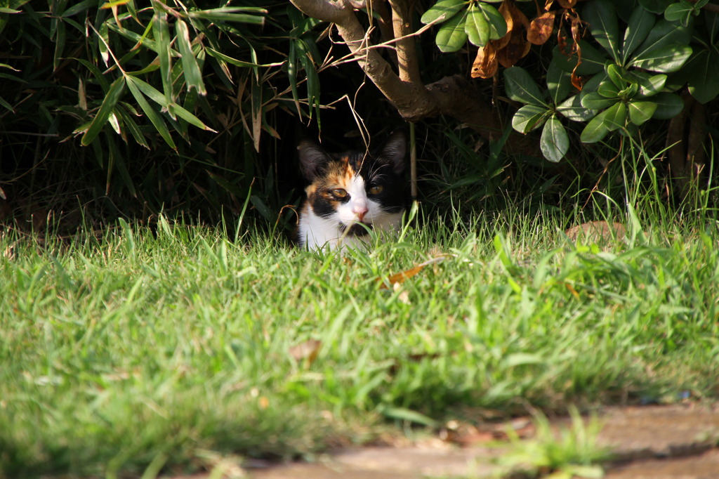 通りすがり猫22