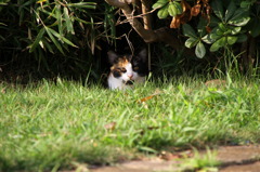 通りすがり猫22