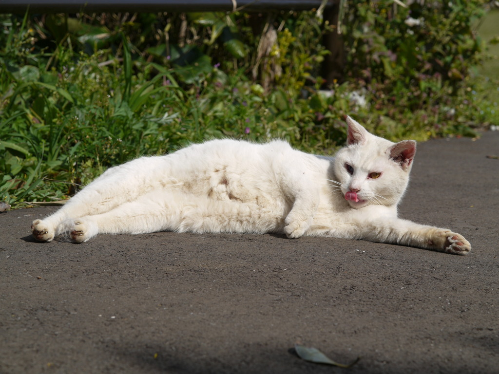 城ヶ島猫2