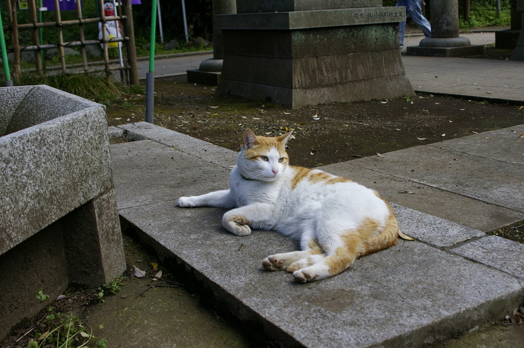 江ノ島猫2