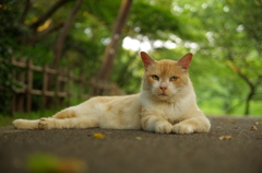 公園猫15