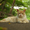 公園猫15