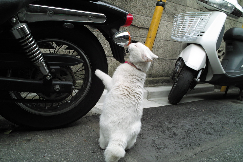 通りすがり猫50