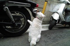 通りすがり猫50