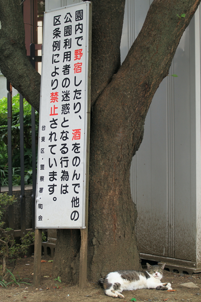 通りすがり猫43