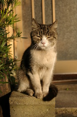 通りすがり猫25