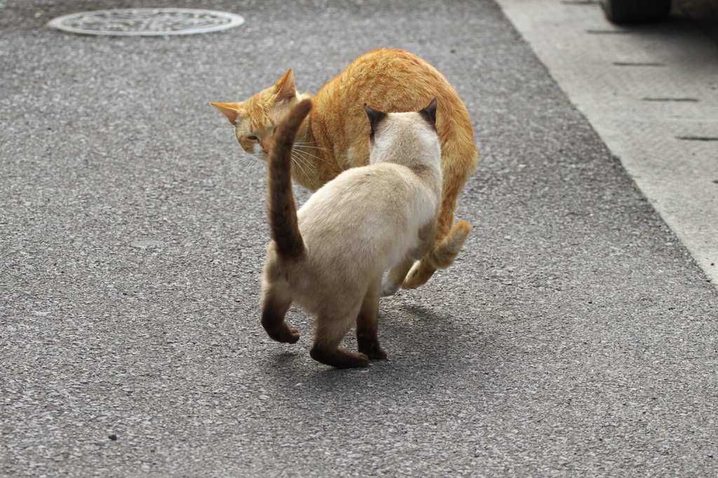 南の島猫14