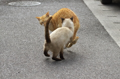 南の島猫14