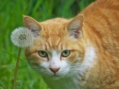 公園猫110