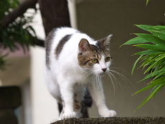 通りすがり猫107