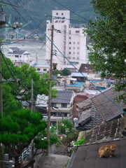 尾道猫101