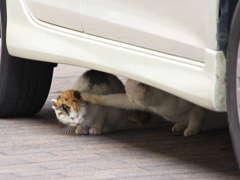 通りすがり猫204
