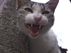 通りすがり猫211