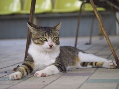 通りすがり猫178