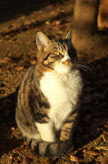 神社猫147