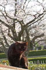 公園猫46