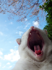 公園猫75