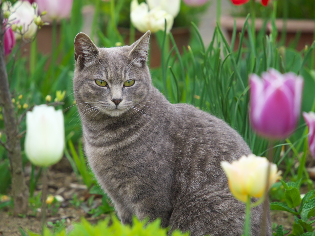 公園猫107