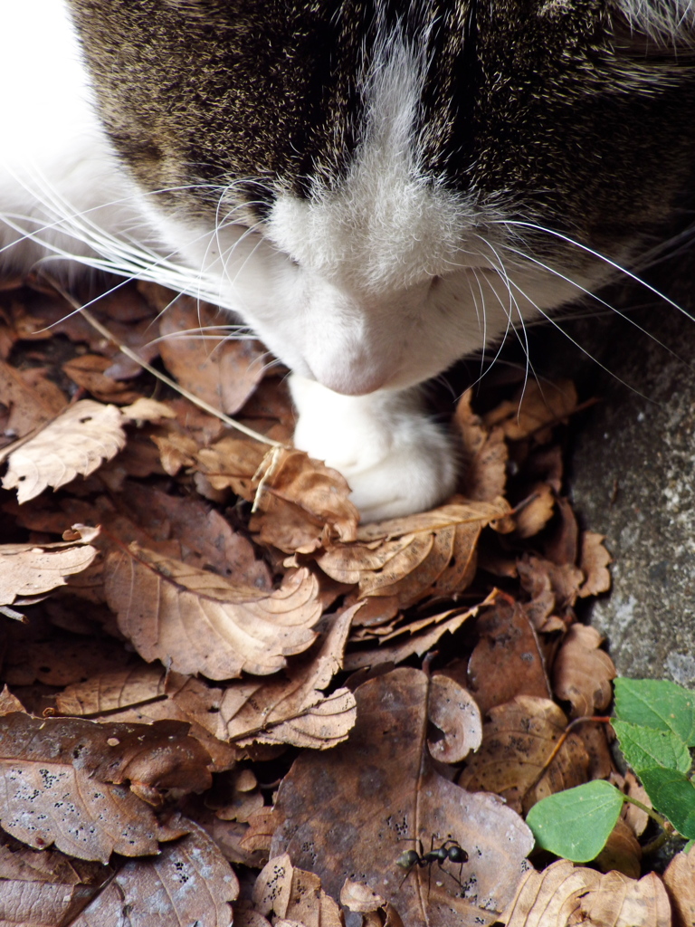 公園猫74