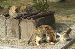 尾道猫60