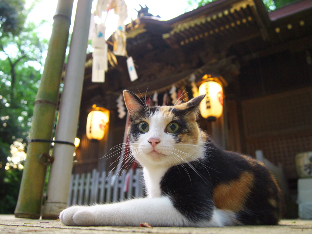 神社猫88