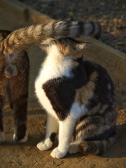 神社猫77