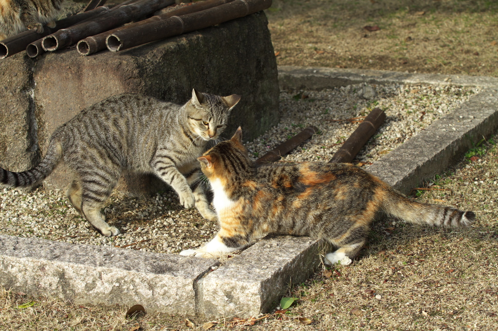 尾道猫61