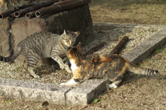 尾道猫61