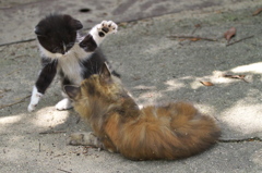 尾道猫67