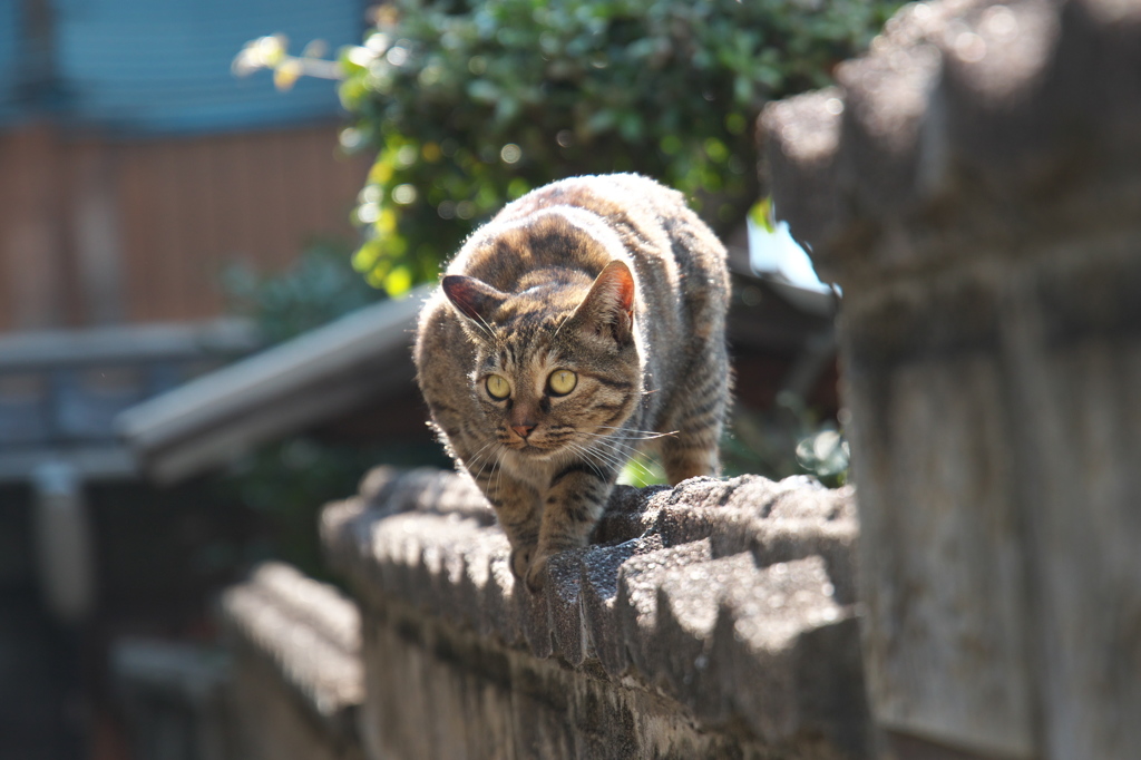 尾道猫137