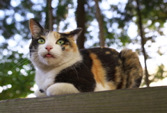神社猫74
