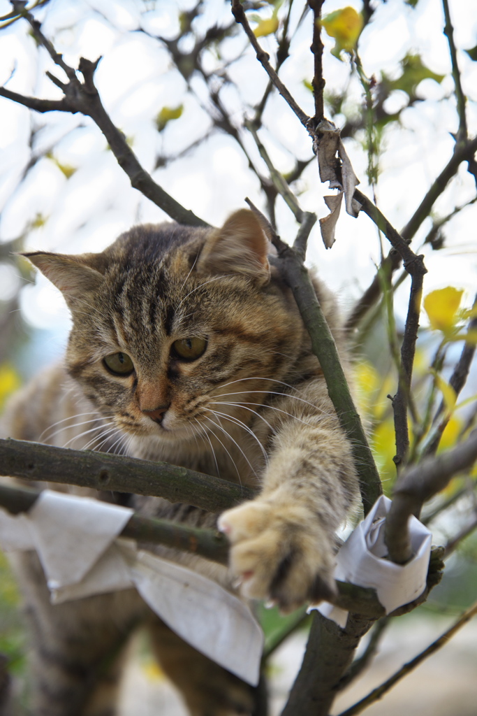 尾道猫38