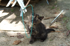 尾道猫73