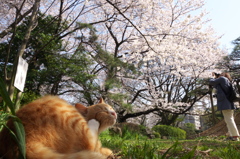 通りすがり猫160