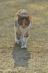 尾道猫68