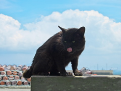 A島猫05