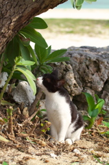 南の島猫61