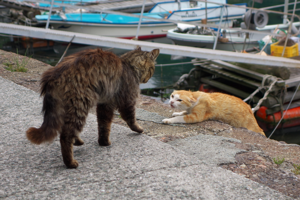 猫島猫03