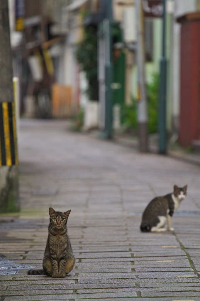 通りすがり猫232
