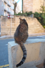 地中海猫33