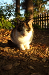 神社猫148