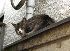 通りすがり猫88