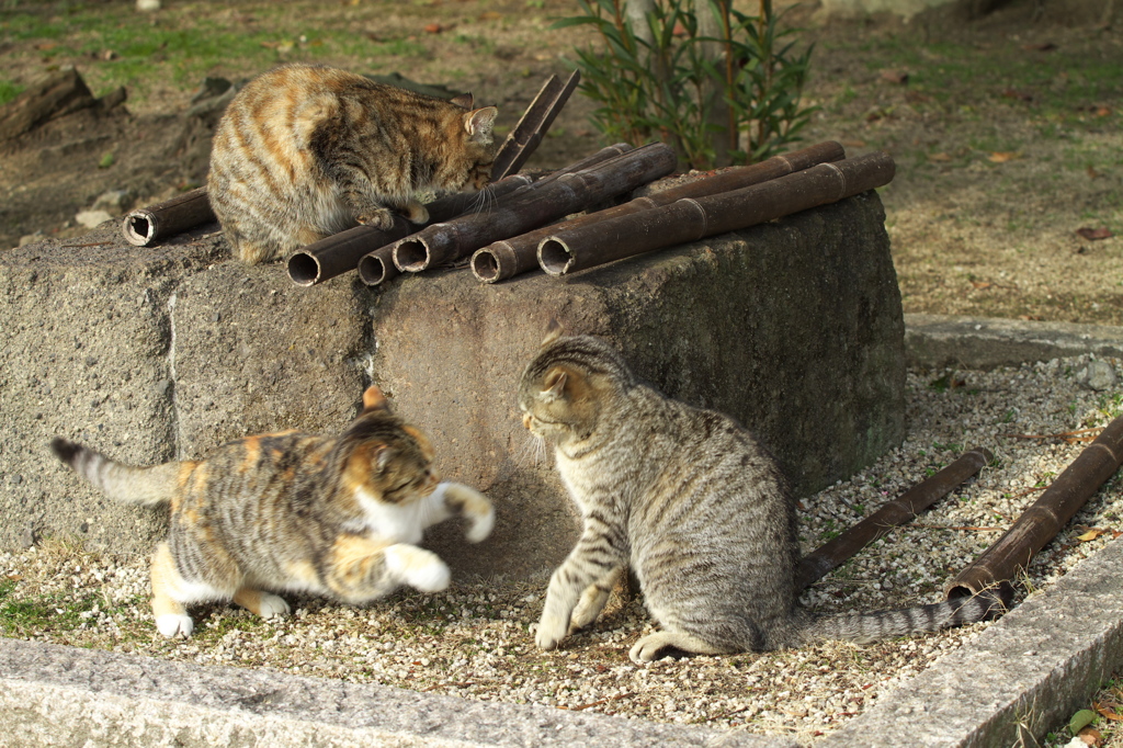 尾道猫58