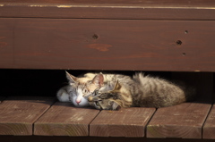 通りすがり猫223