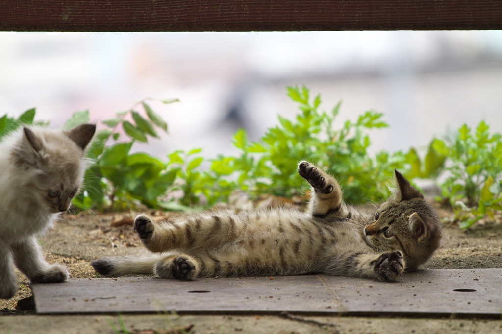 尾道猫76